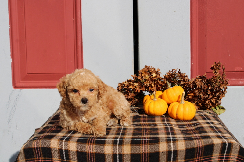 puppy, for, sale, Mini Poodle, Matthew B. Stoltzfus, dog, breeder, Gap, PA, dog-breeder, puppy-for-sale, forsale, nearby, find, puppyfind, locator, puppylocator, aca